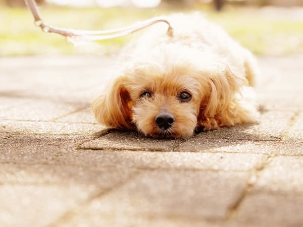 受付から火葬・埋葬まで自社で対応するペット霊園