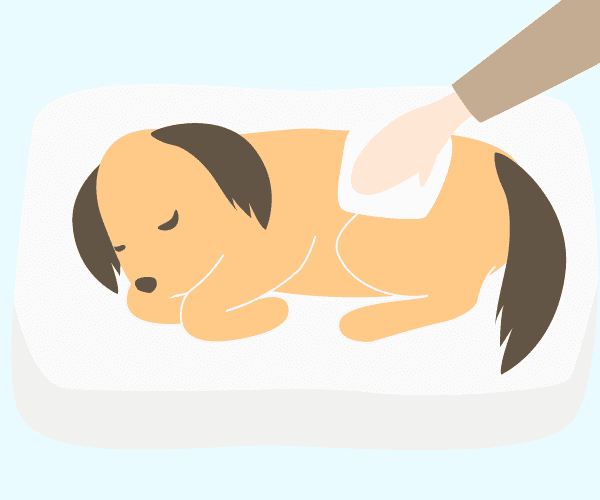 濡らしたタオルなどで体を<br>清めてあげてください